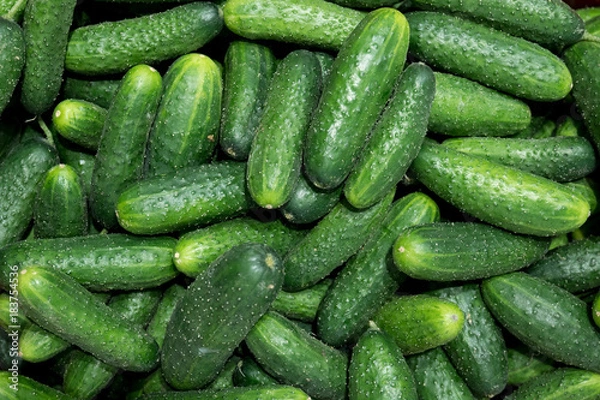 Obraz Cucumber