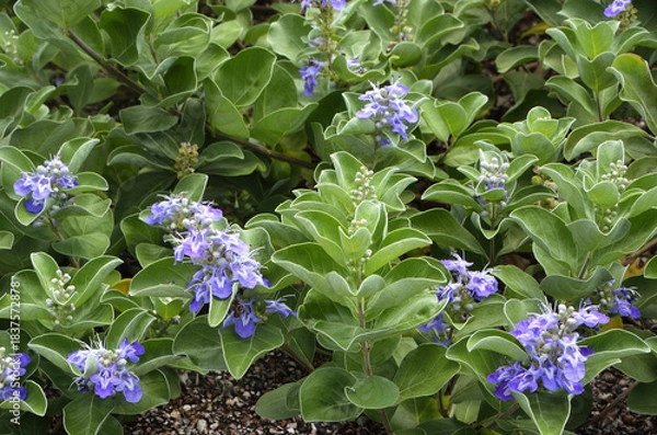 Obraz ハマゴウ　海浜植物