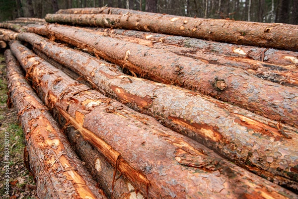 Obraz Logging timber industry. Deforestation environmental problem. Stack of cut wood. Agriculture and forestry theme. Nature and wood. Tree log in the forest. Stack of chopped wood. Wood fuel