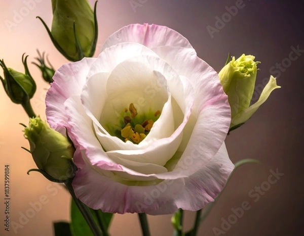 Fototapeta Elegant white flower with a delicate pink border, accompanied by closed buds, soft focus