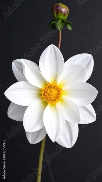 Fototapeta Elegant white flower with yellow center and green bud on a dark gray background