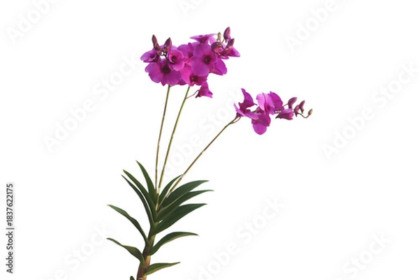 Fototapeta Close-up of a beautiful purple Dendrobium orchid blooming in Thailand isolated on a png file on a transparent background.