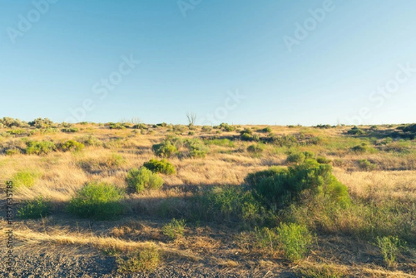 Fototapeta High flat desert plains, dotted by sage brush and other scrub plants, extending into the distance under a clear blue sky, with long shadows from late afternoon. 