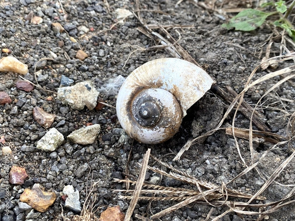 Obraz snail in the ground