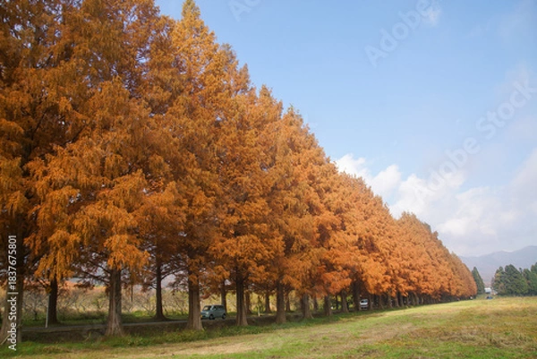 Obraz マキノのメタセコイア並木