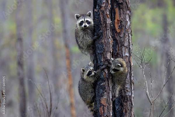 Fototapeta Three raccoons (Procyon lotor) climb a pine tree in the Corkscrew Regional Ecosystem Watershed (CREW) Flint Pen Strand, Florida