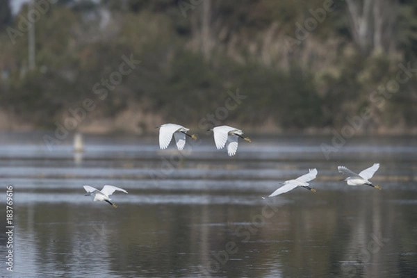 Fototapeta garzas