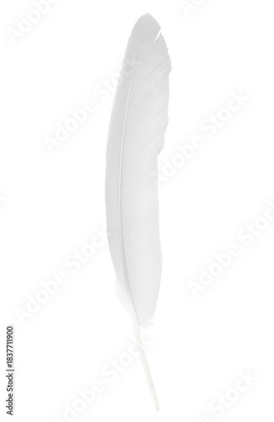 Obraz white gray feather isolated on white  background with clipping path