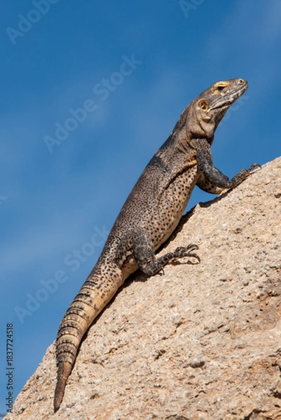 Obraz Spiny-tailed Iguana
