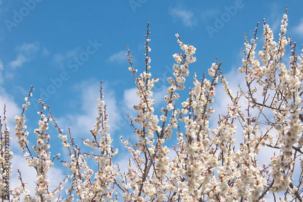 Fototapeta 満開の白梅の花と爽やかな早春の青空