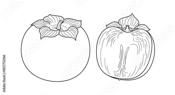 Fototapeta A detailed black and white line art illustration showing a whole persimmon fruit and another persimmon cut in half to show the inside.