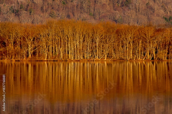 Obraz 鏡の湖面に反射する葉の無い森の木々。