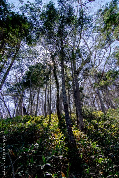 Obraz 太陽の光が差し込む美しい森。空を背景に立ち並ぶ木々を見上げる。逆光と影のコントラスト。