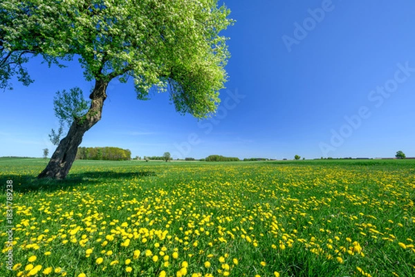 Obraz Lonely spring apple tree on the meadow