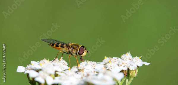 Obraz Hoverfly pollinating on white flowers. Hoverflies are important pollinators. They are often mistaken for bees. Natural green background with copy space.