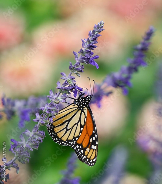 Obraz Migrating Monarch butterfly (Danaus plexippus) feeding on blue salvia flowers in Texas autumn garden. Pink zinnia flowers blooming in the background.  