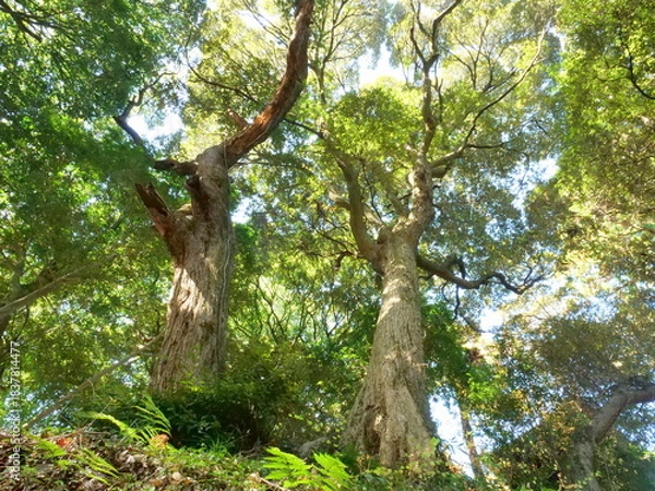 Obraz 西明寺の椎の木