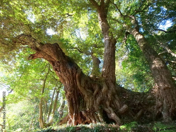 Obraz 西明寺の椎の木