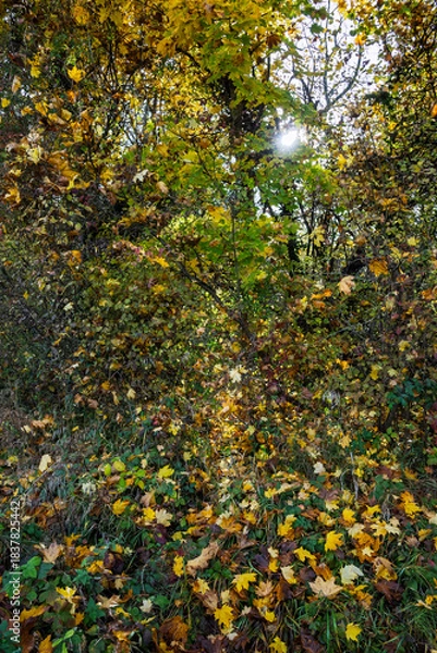 Obraz Sous-bois d’automne lumineux : éclats dorés et atmosphère enchantée