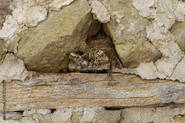 Obraz A bird's nest made of straw in the wall of a medieval fortress on a wooden beam.