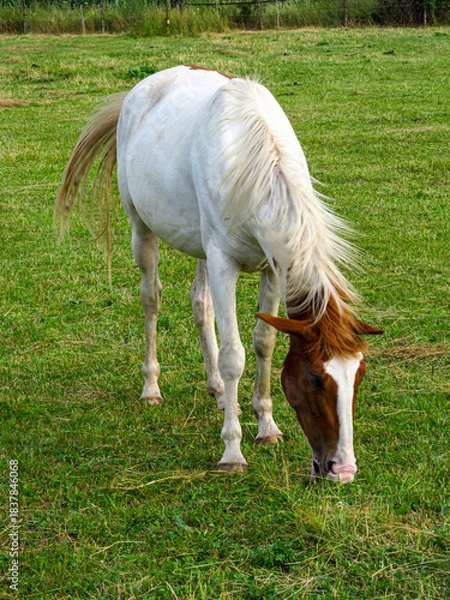 Obraz Horse on a grass field