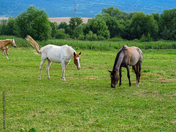 Obraz Horse on a grass field