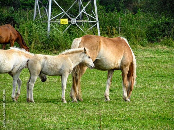 Obraz Horse on a grass field