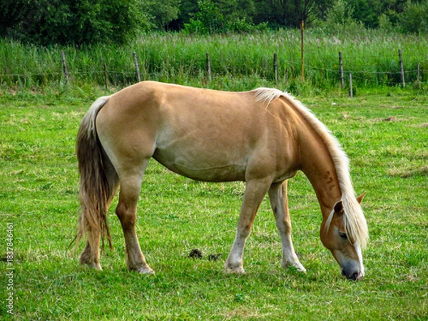 Obraz Horse on a grass field