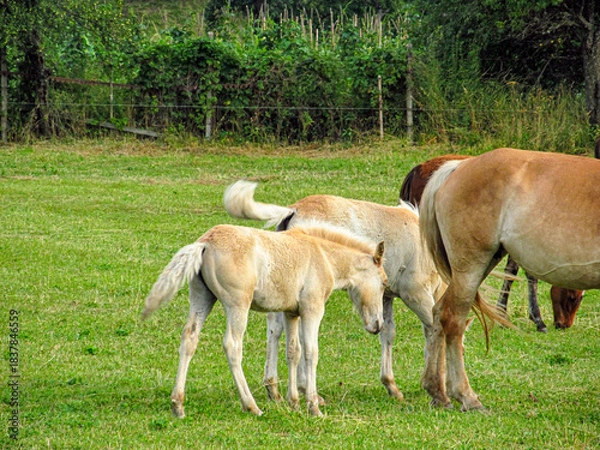 Obraz Horse on a grass field