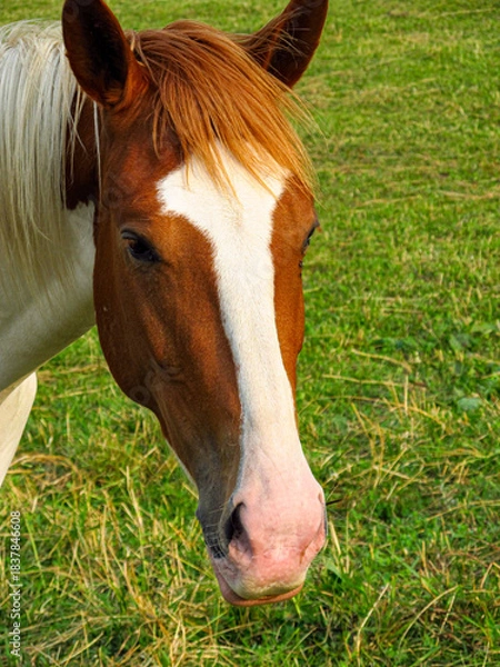 Obraz Horse on a grass field