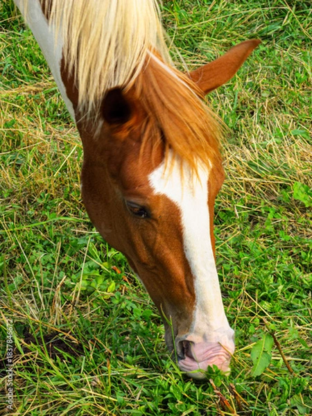 Obraz Horse on a grass field