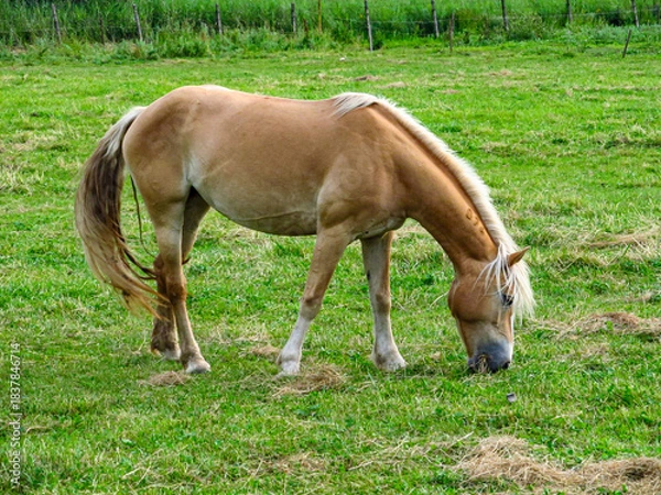 Obraz Horse on a grass field