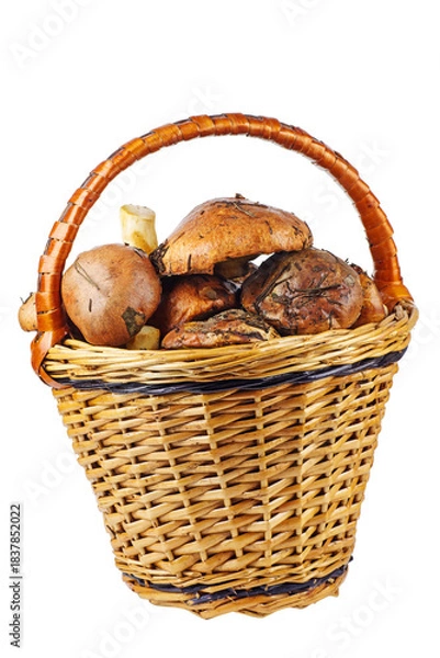 Obraz Suillus granulatus, weeping or granulated bolete in wicker basket isolated on a white background