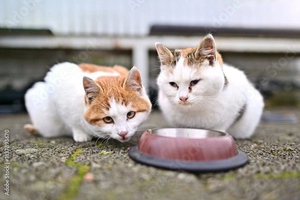 Fototapeta Two stray kitten with a disability waiting for food. Horizontal image with selective focus.