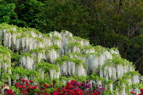 Obraz 藤の花（あしかがフラワーパーク）