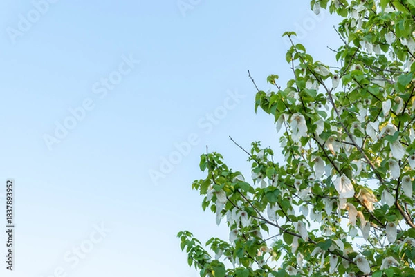 Obraz ハンカチの木（あしかがフラワーパーク）