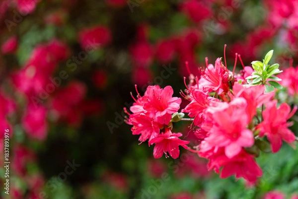 Obraz ツツジの花（あしかがフラワーパーク）