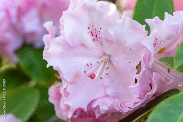 Obraz ツツジの花（あしかがフラワーパーク）