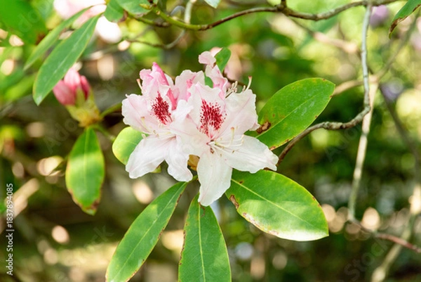 Obraz ツツジの花（あしかがフラワーパーク）