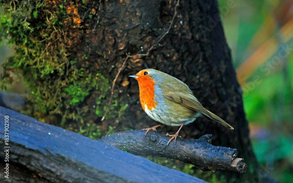 Fototapeta Eurasian robin perched on a log