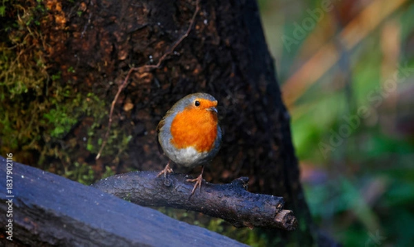 Fototapeta Eurasian robin perched on a log