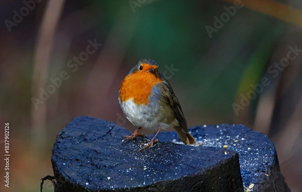 Fototapeta Eurasian robin perched on a log