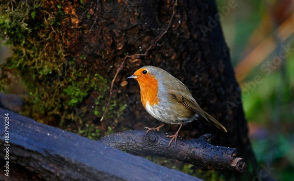 Fototapeta Eurasian robin perched on a log