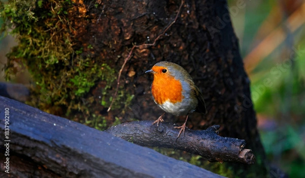Fototapeta Eurasian robin perched on a log