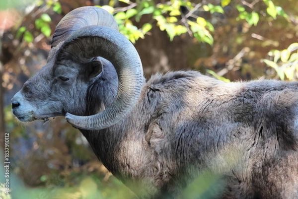 Fototapeta オオツノヒツジ