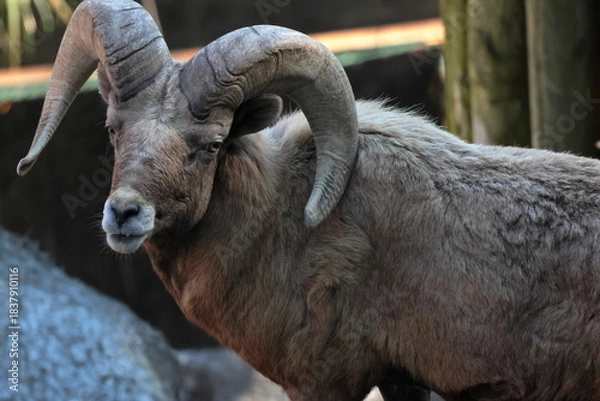 Fototapeta オオツノヒツジ