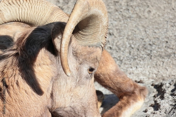 Fototapeta オオツノヒツジ