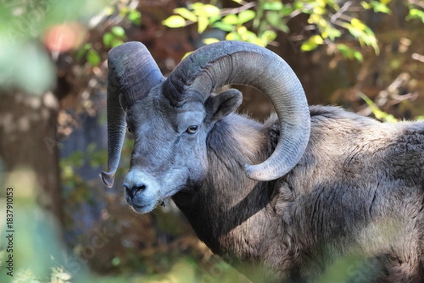 Fototapeta オオツノヒツジ