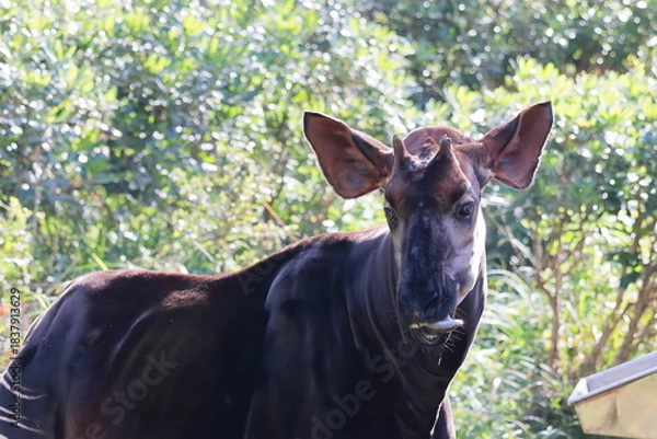 Fototapeta オカピ