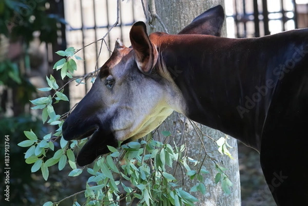 Fototapeta オカピ